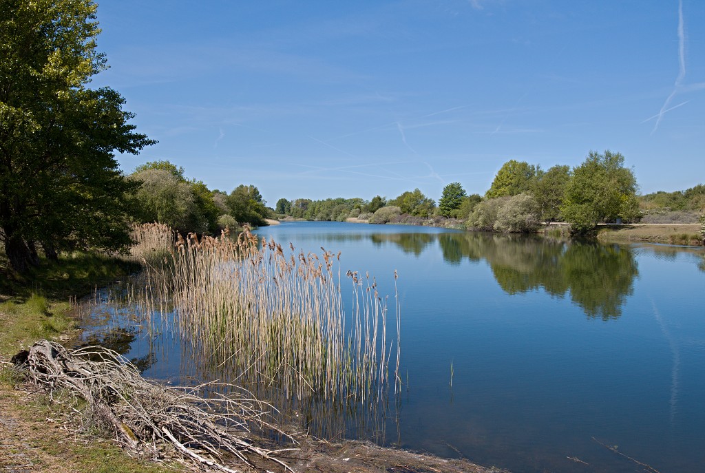 AWD Amsterdamse Waterleidingduinen natuurgebied polder bos vos hert herten damhert duinen zandvoort waterwingebied